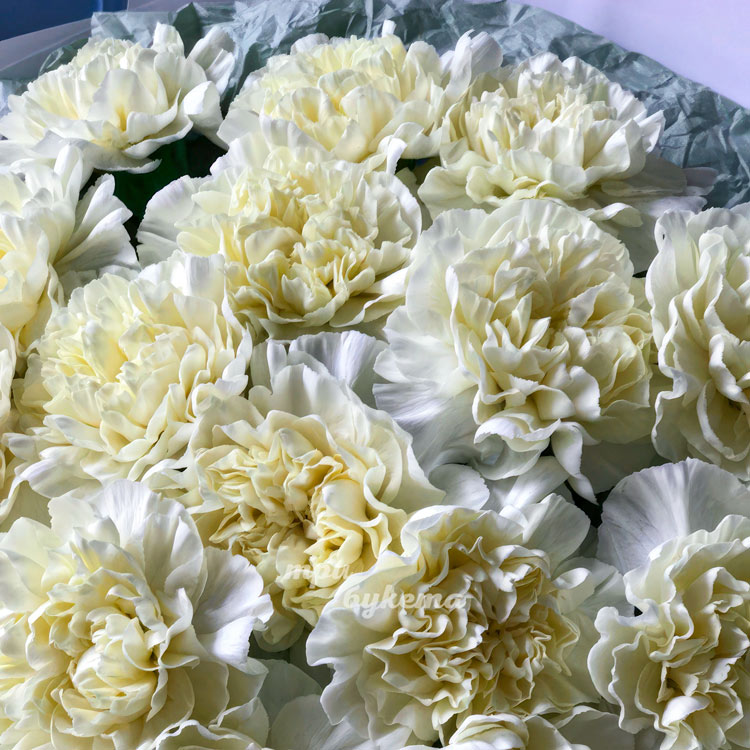 Букет из 15 белых гвоздик (крупный план)